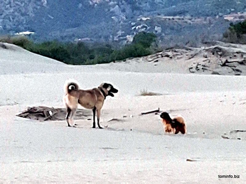 Leon findet gleich Anschluß, wenn auch ein ungleiches Paar. ein Kanga und ein Pekingese