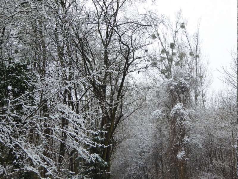 Maudacher Bruch Winter 2016