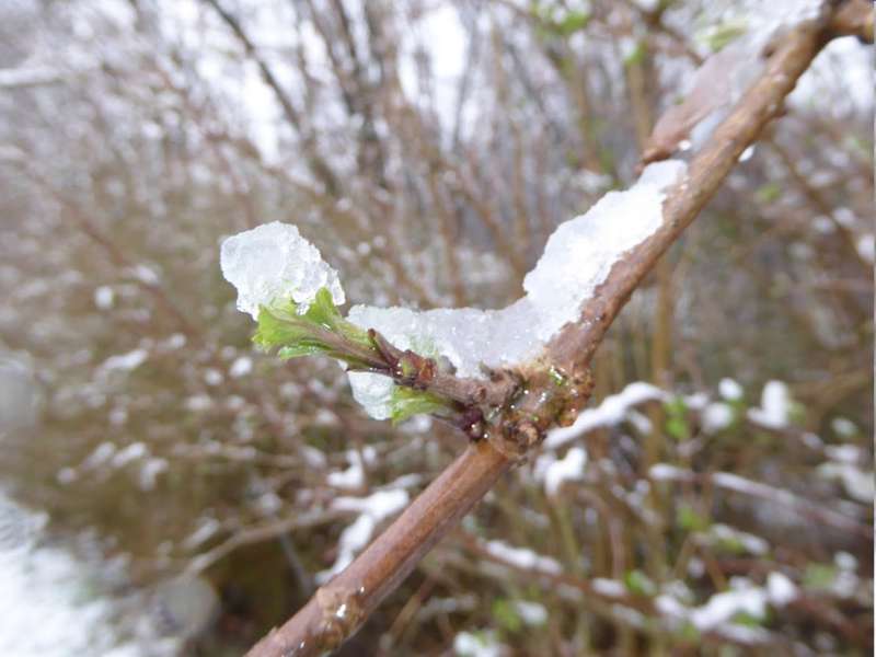 Maudacher Bruch Winter 2016