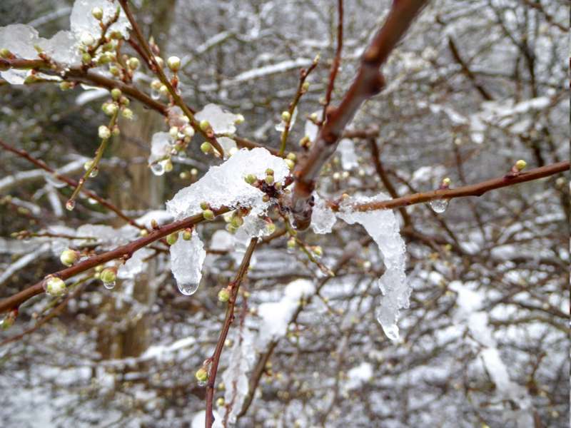 Maudacher Bruch Winter 2016