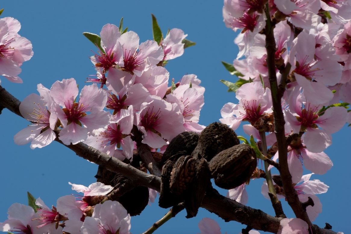 Mandelblüte in der Pfalz