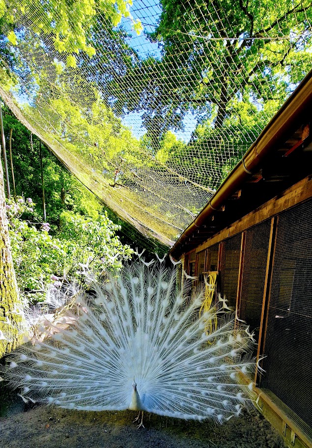 Pfau schlaegt sein rad