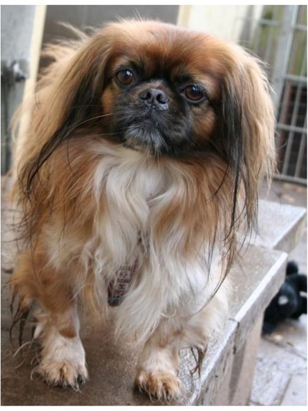 leon.tominfo.pekinese